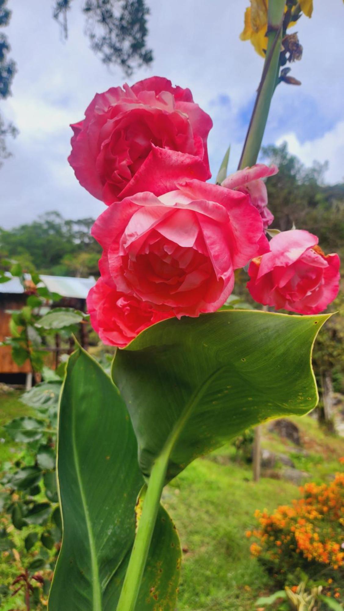 Hospedajes Richie Eco Camp Providencia エクステリア 写真